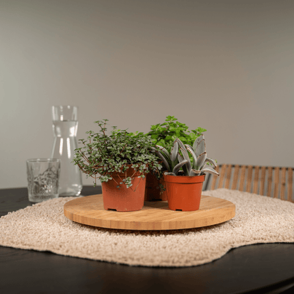 Succulenten Mix - 10 cm - Ø8,5 - 18