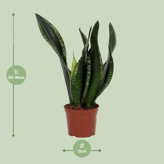 Sansevieria Whitney Ø12cm ↕27cm – Compacte Vrouwentong Kamerplant (zonder sierpot)