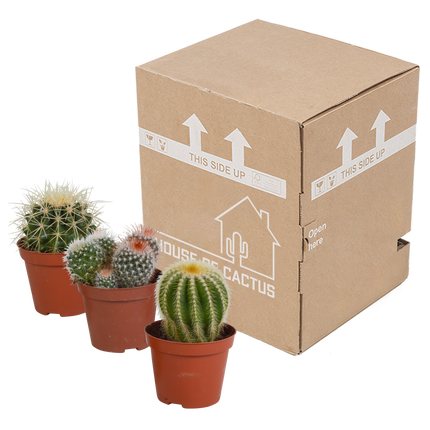 Bolcactus mix 8,5 cm | 3 stuks - zonder pot