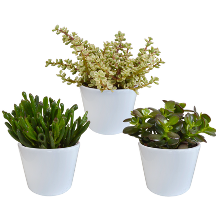 Crassula mix 10,5 cm - 3x - in witte pot