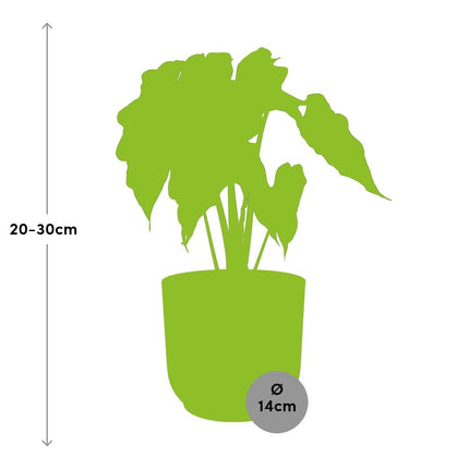 Alocasia Polly (Alocasia Amazonica) in ELHO Vibes Fold sierpot 14cm Roze - ↕30cm