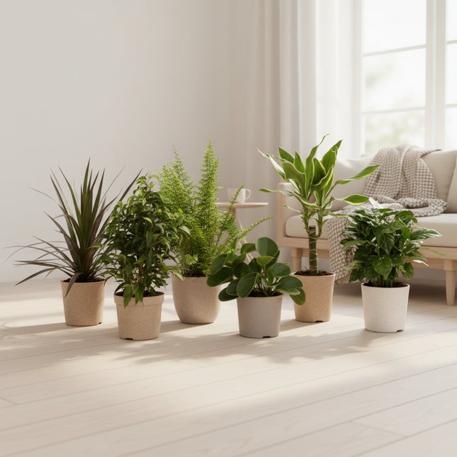  6 planten - 20-40 cm