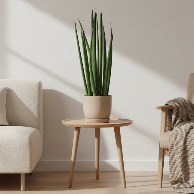 Sansevieria cylindrica 'Bacularis' / Mikado - 38 cm