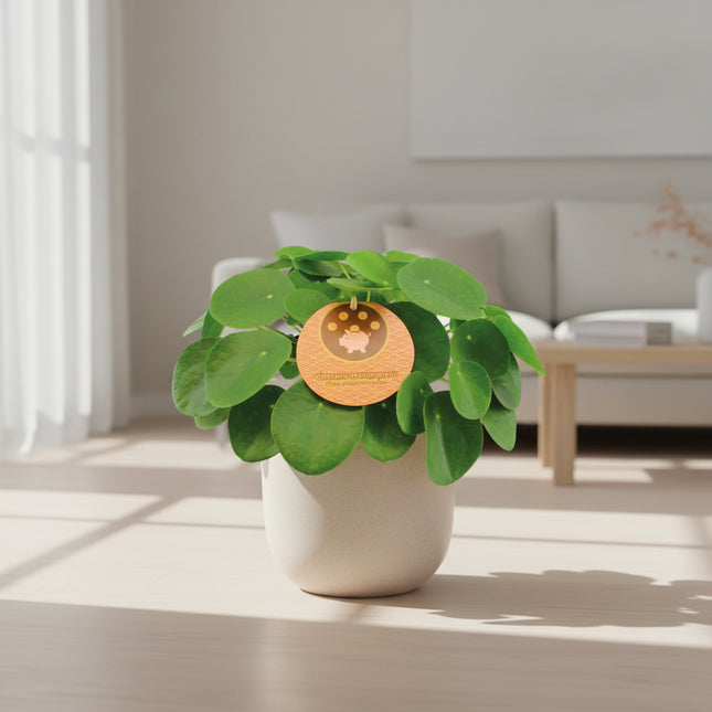 Pilea Peperomioides (Pannekoekplant)