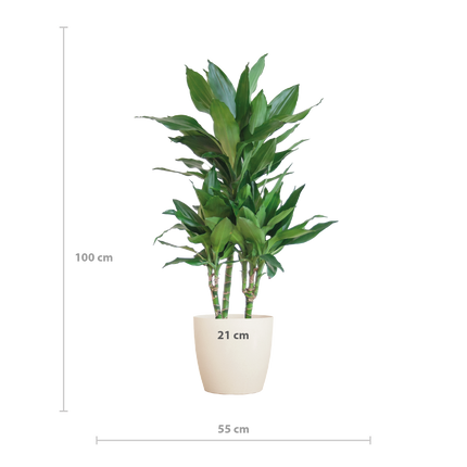 Dracaena  Janet Lindt met Viber wit - 95cm - Ø21