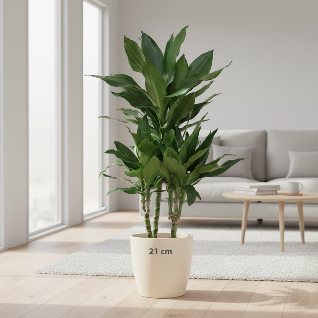 Dracaena Janet Lindt met Viber wit - 95cm - Ø21
