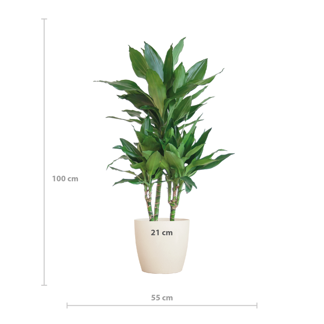 Dracaena  Janet Lindt met Viber wit - 95cm - Ø21