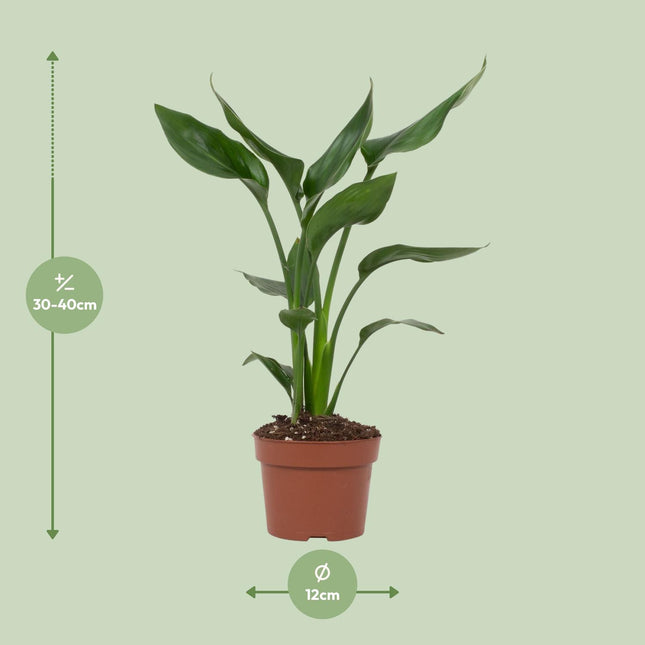 Strelitzia Reginae - Paradijsvogelplant - Ø12cm - ↕35cm (zonder sierpot)