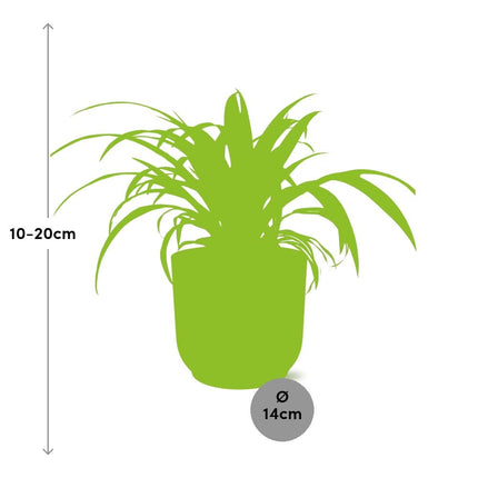 Graslelie 'Variegatum' - Chlorophytum - Ø15cm - ↕25cm + ELHO Vibes Fold Pot 14cm - Geel