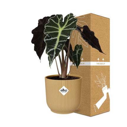Alocasia Polly (Alocasia Amazonica) in ELHO Vibes Fold sierpot 14cm Geel - ↕30cm