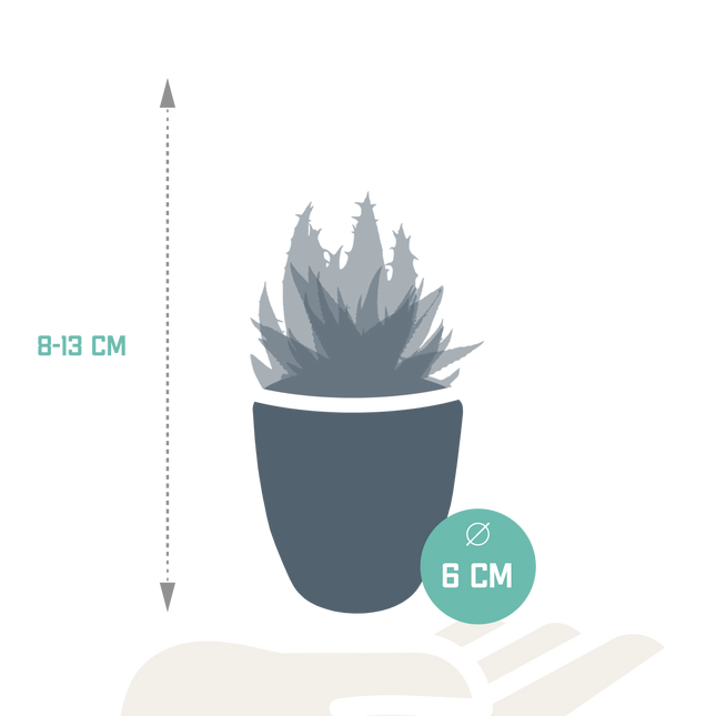 Gasteria/Haworthia mix 5,5cm - in witte pot - 5x