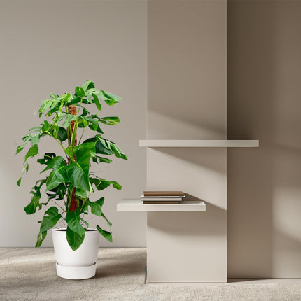 Monstera Pertusum - 130 cm - ø24