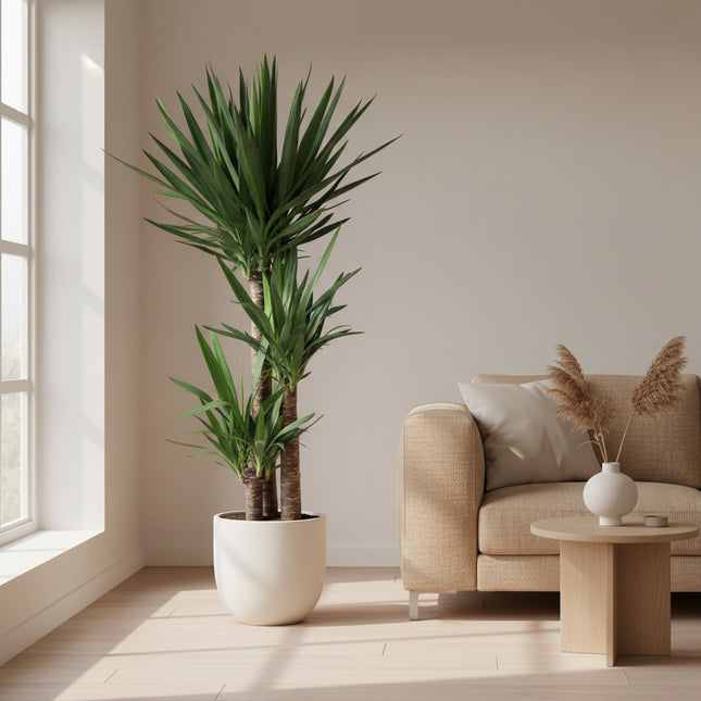 yucca-elephantipe-140-cm-o24