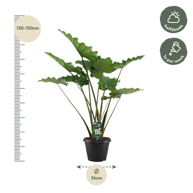 Alocasia Portodora - Olifantsoor - Grote Kamerplant - 140cm - Ø34cm (zonder sierpot)