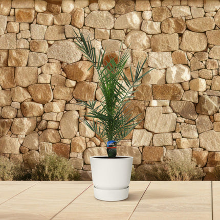 Phoenix Canariensis - 80 cm - Ø14cm