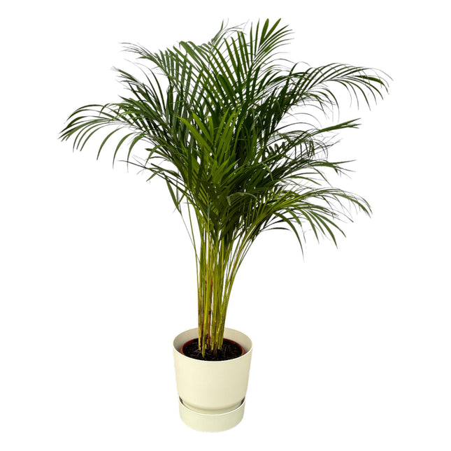 Areca Palm ↨130cm Ø24cm - Inclusief Elho Greenville Pot Wit