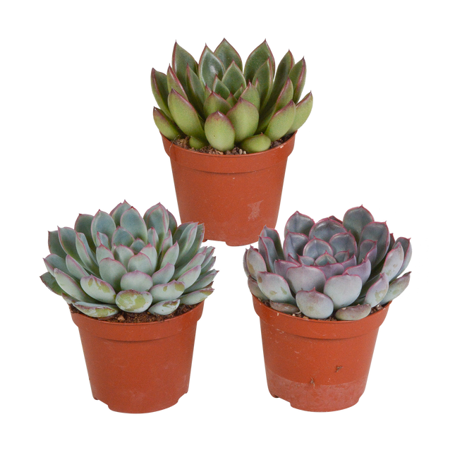 Echeveria mix 8.5 cm - 3x - zonder pot