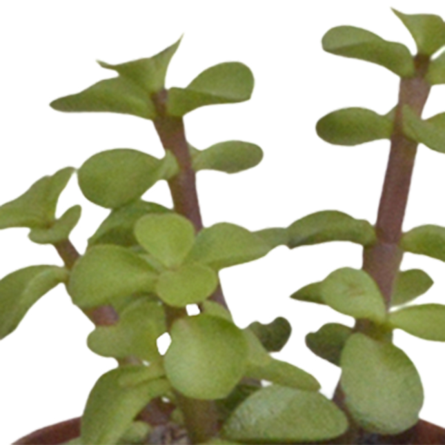 Vetplanten Mix - 5,5 cm - 5 stuks (zonder sierpot)