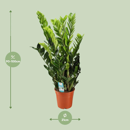 Zamioculcas Zamiifolia - ZZ Plant - Ø21cm - ↕95cm (zonder sierpot)