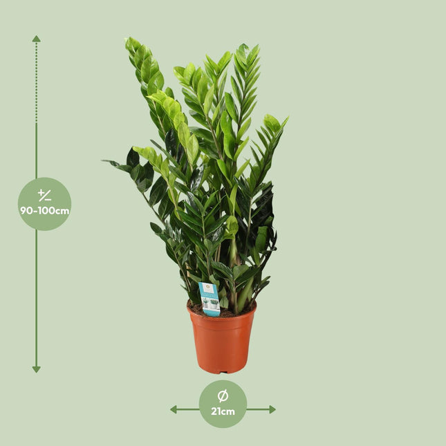Zamioculcas Zamiifolia - ZZ Plant - Ø21cm - ↕95cm (zonder sierpot)