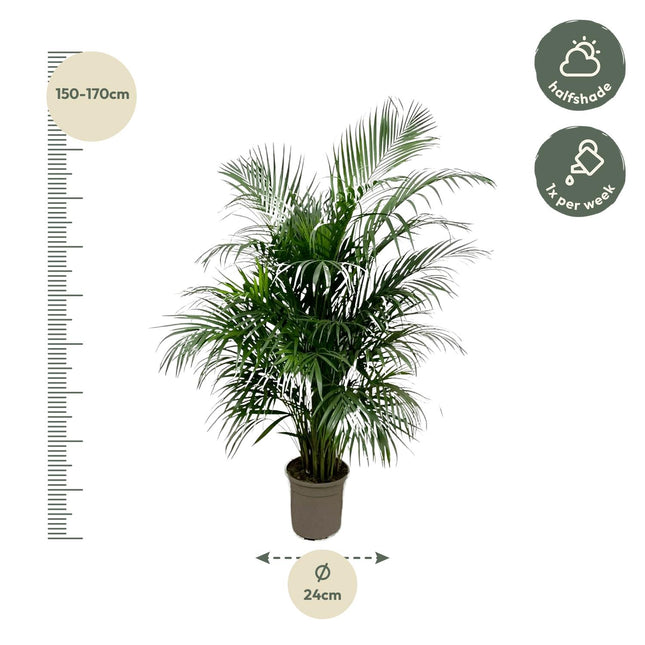 Dypsis Lutescens Areca Palm Ø24cm ↕150cm – Grote Huisdiervriendelijke Kamerplant (zonder sierpot)