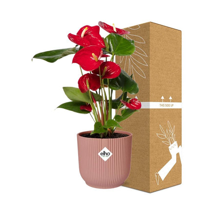Anthurium Red 12cm in ELHO Vibes Fold 14cm roze