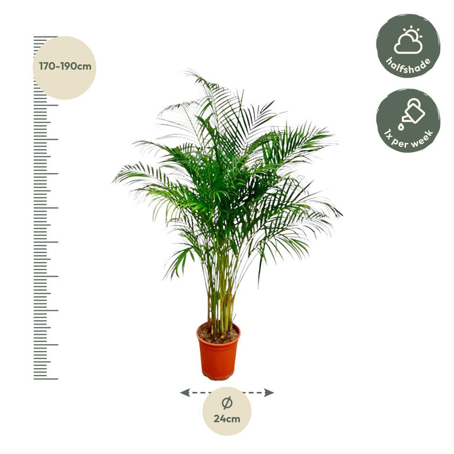 Dypsis Lutescens Areca Palm Ø27cm ↕180cm – Grote Huisdiervriendelijke Kamerplant (zonder sierpot)