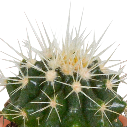 Cactus en vetplanten mix 5.5 cm | 15 stuks - zonder pot