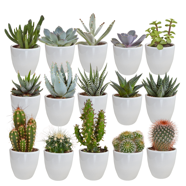 Cactus en vetplanten mix 5.5 cm | 15 stuks - in witte pot