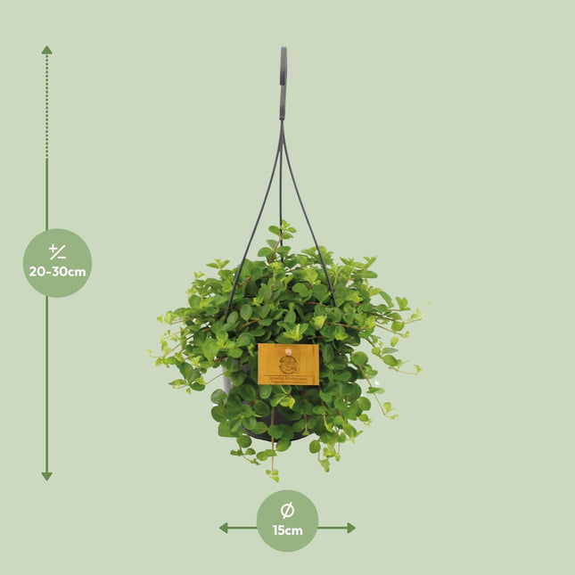 Peperomia Rotundifolia (zonder sierpot) - Knopjespeperplant - Ø15cm - ↕25cm - Makkelijke kamerplant
