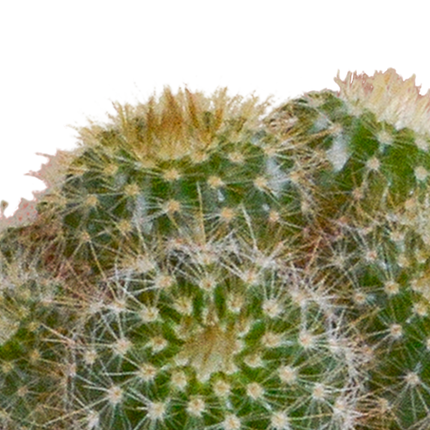 Cactus en vetplanten mix 5.5 cm | 15 stuks - in witte pot