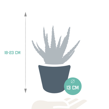 Aloë zebrina Dannyz 10,5cm - in witte pot