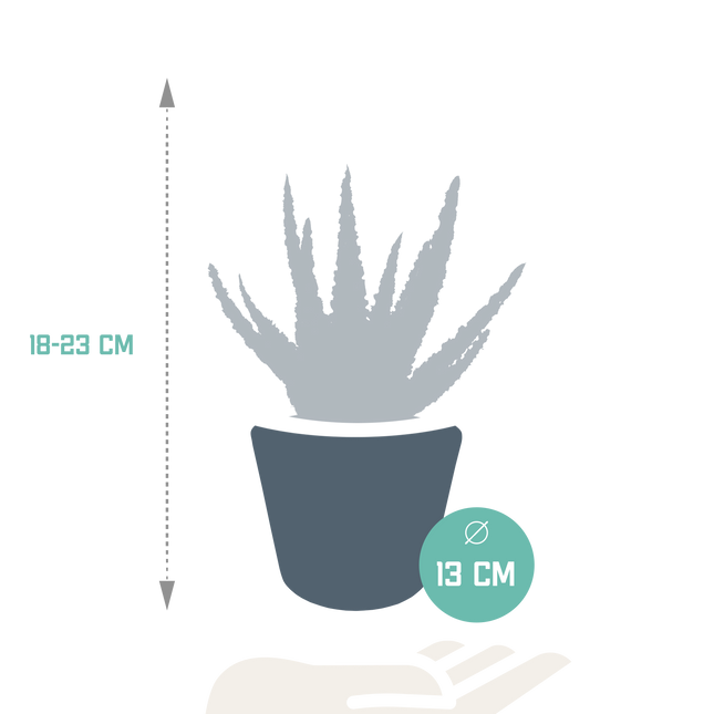 Aloë zebrina Dannyz 10,5cm - in witte pot