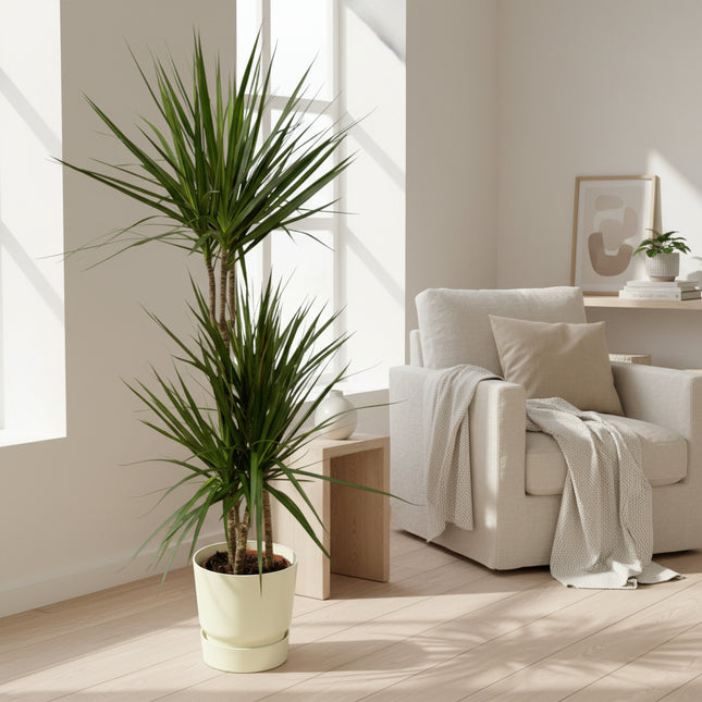 Dracaena Marginata - ↨120cm - Ø21cm