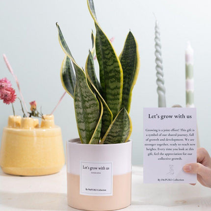 Sansevieria Gift "Let's Grow With Us" WITH GREETING CARD! - Ø12cm - ↕30cm
