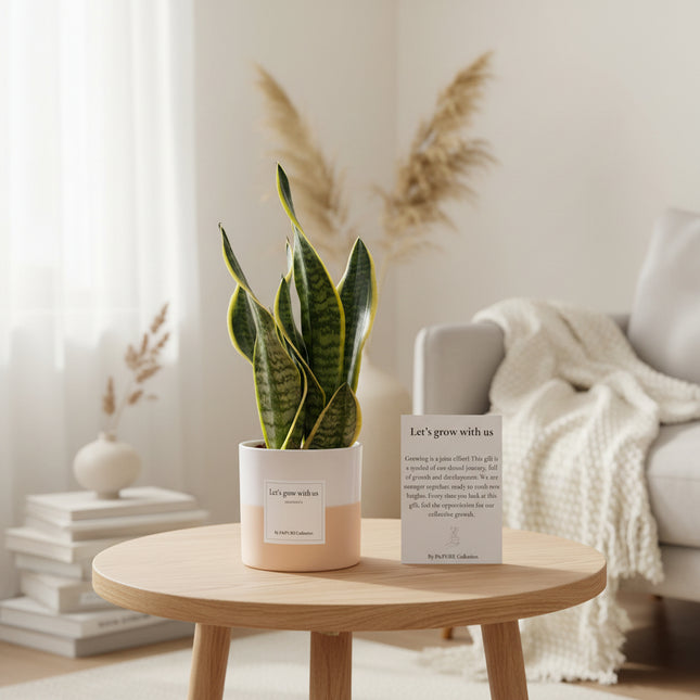 Sansevieria Gift "Let's Grow With Us" WITH GREETING CARD! - Ø12cm - ↕30cm