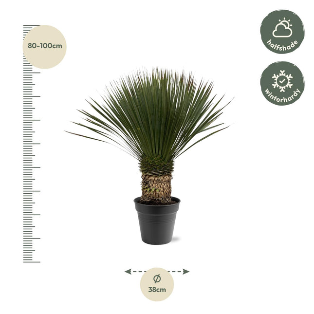 Yucca Rostrata Ø38cm ↕80-100cm – Grote Woestijnplant Kamerplant (zonder sierpot)