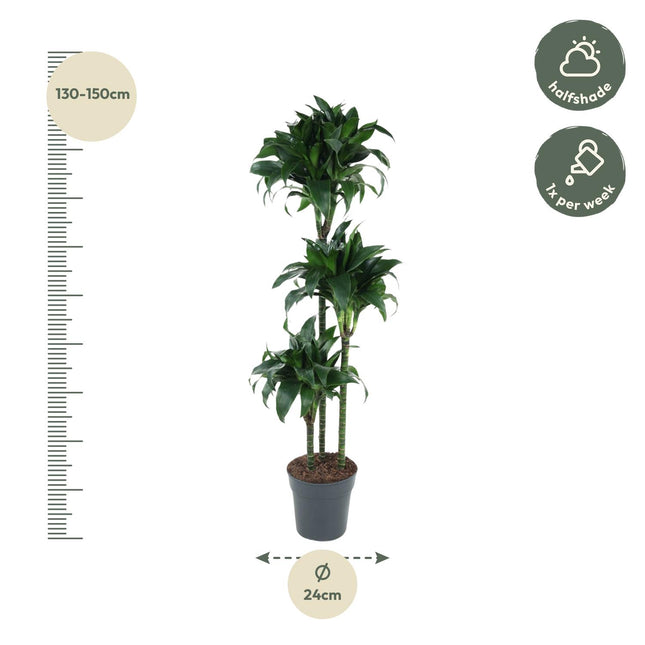 Dracaena Tatuade (zonder sierpot) - Drakenbloedboom - Ø24cm - ↕140cm - Grote kamerplant