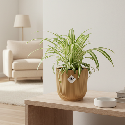 Graslelie 'Variegatum