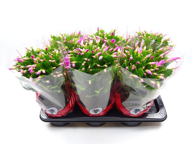 Schlumbergera Rose - Roze Kerstcactus - Premium Kamerplant - Ø17cm