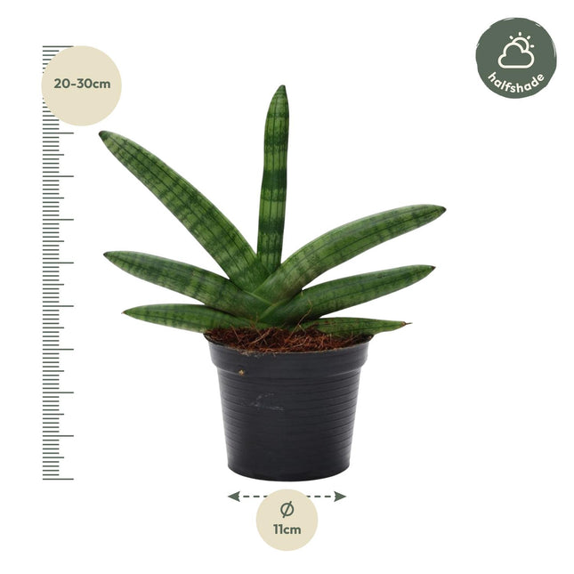 Sansevieria Skyline Ø10,5cm ↕25cm – Compacte Vrouwentong Kamerplant (zonder sierpot)