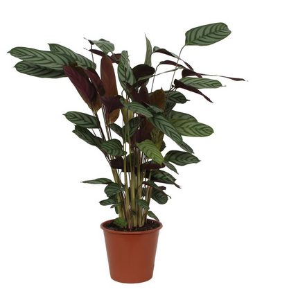 Calathea Compactstar - 90 cm - Ø21cm
