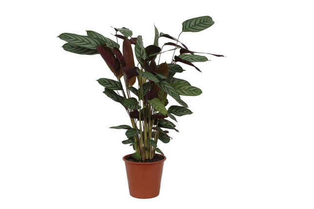 Calathea Compactstar - 90 cm - Ø21cm