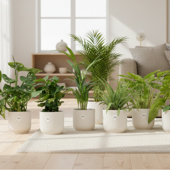 verrassingsbox 6 planten