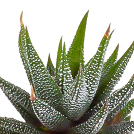 Cactus en vetplanten mix 5.5 cm | 15 stuks - in witte pot