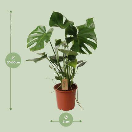 Monstera Deliciosa Ø21cm ↕60cm (zonder sierpot)