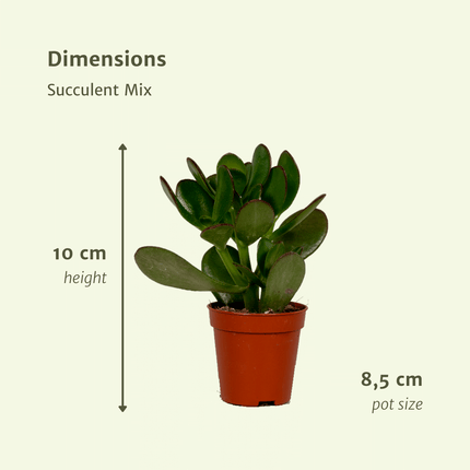 Succulenten Mix - 10 cm - Ø8,5 - 18