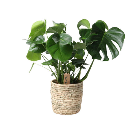 Monstera Deliciosa - Gatenplant - Ø21cm - ↕60cm + Mand Palmleaf