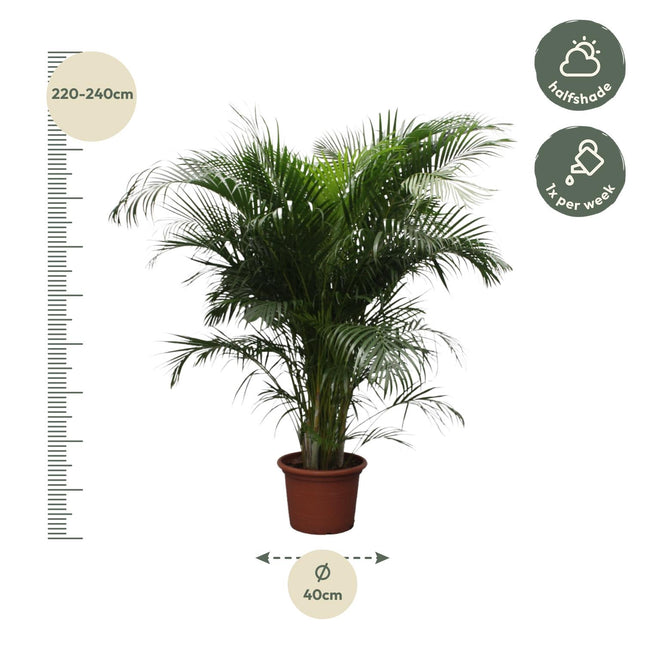 Dypsis Lutescens Areca Palm Ø40cm ↕230cm – Grote Huisdiervriendelijke Kamerplant (zonder sierpot)