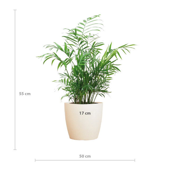 Chamadorea Elegans met Viber wit - 55cm - Ø17